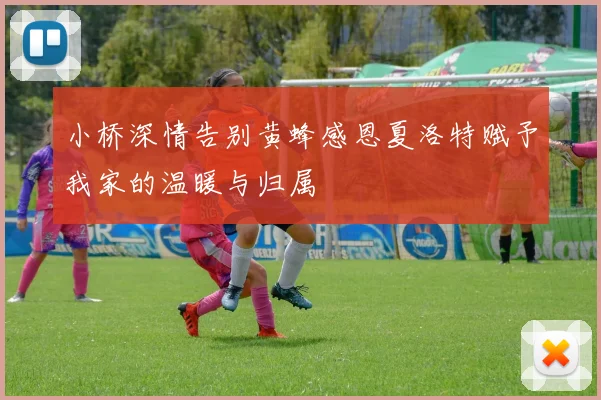 小桥深情告别黄蜂感恩夏洛特赋予我家的温暖与归属